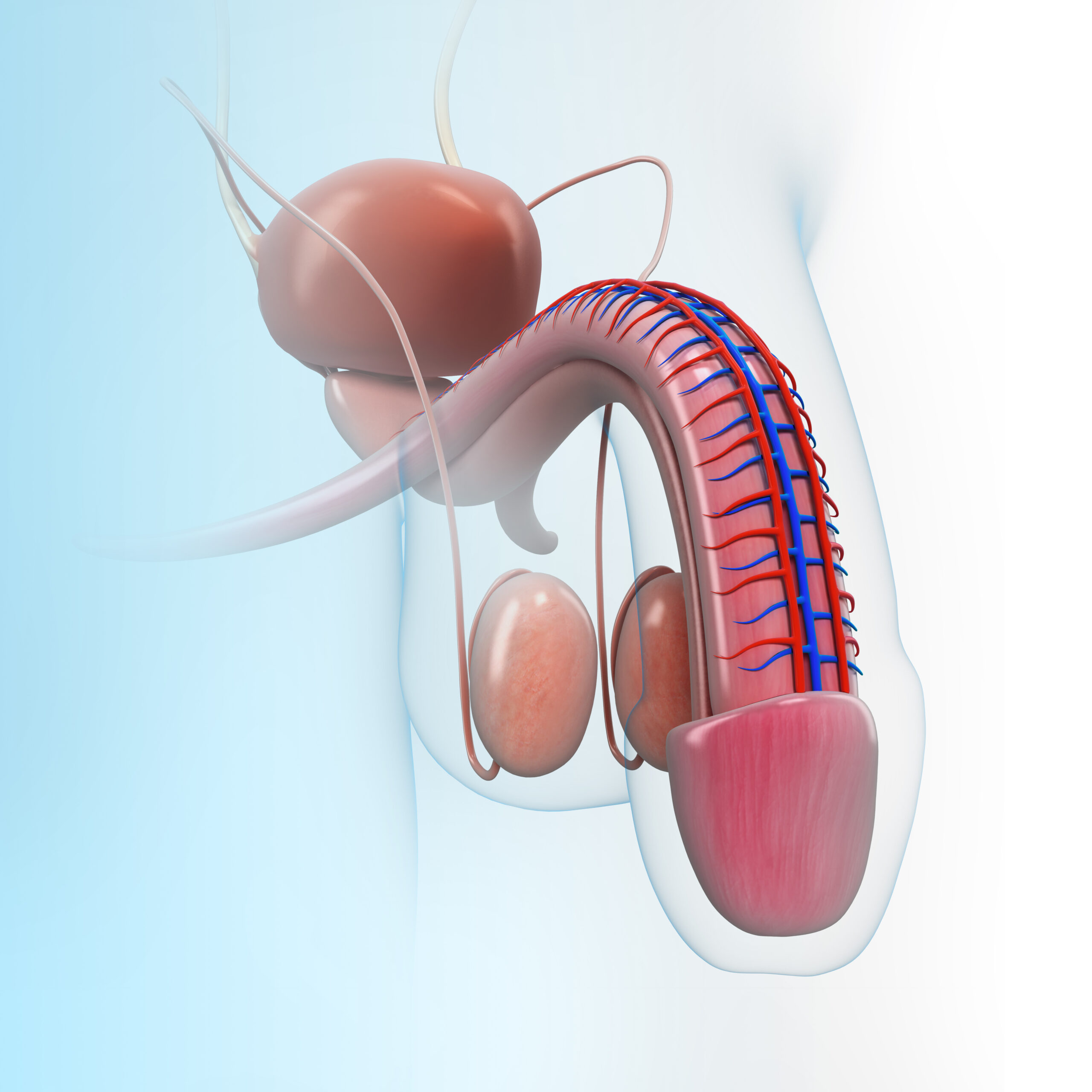 Penile-Mondors-Disease-scaled.jpg